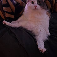 Harley joined the competition — help win amazing prizes! cat, fluffy, white, gray, pet, animal, indoor, blanket, cozy, feline, cute, resting, fur, paw, soft, relaxed, mammal, whiskers, bed, domestic