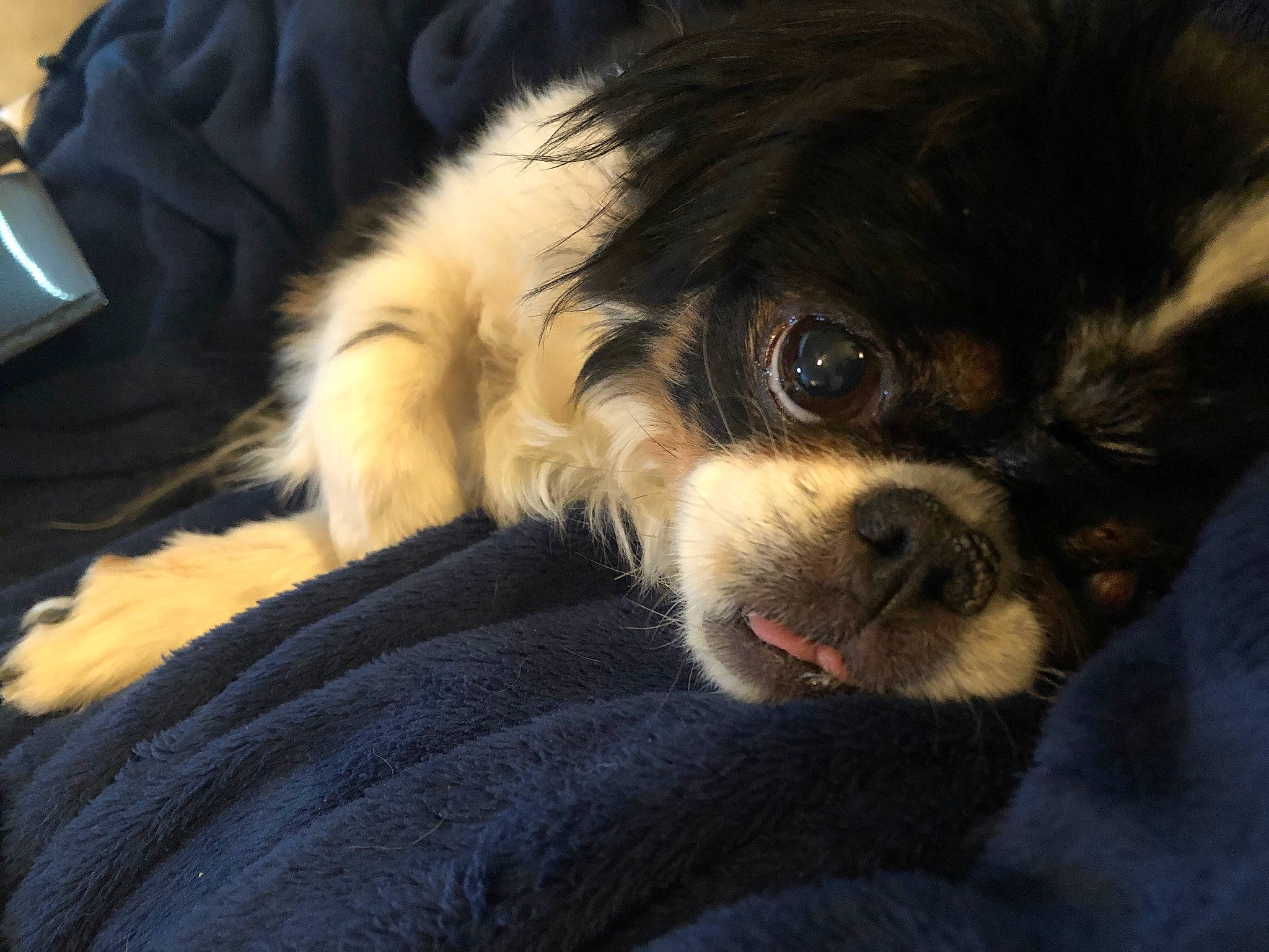 Khalua joined the competition — help win amazing prizes! canidae, carnivore, companion_dog, dog, dog_breed, fawn, fur, japanese_chin, mammal, nose, pekingese, puppy, snout, sporting_group, tibetan_spaniel, toy_dog, vertebrate, whiskers