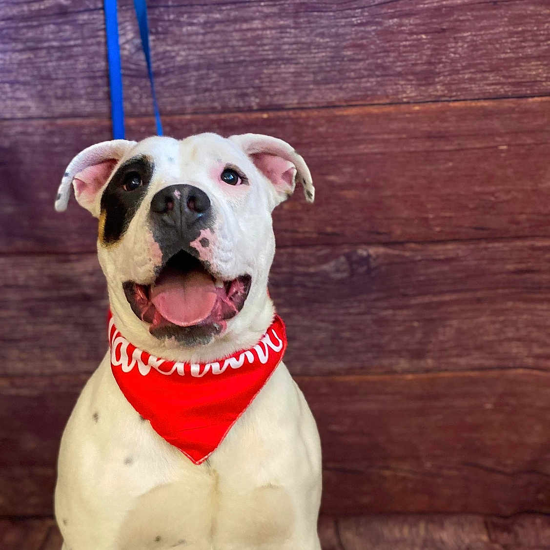 Rambo is registered to the contest to win money with this photo: accessories, animal, bostonbull, boxer, bulldog, canine, dog, face, flag, formalwear, frenchbulldog, head, indoors, interiordesign, person, pet, pitbull, puppy, strap, tie