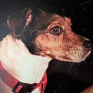 Lady is registered to the contest to win money with this photo: dog, profile, close_up, red_collar, pet, animal, brown, white, fur, portrait, looking, side_view, canine, domestic_animal, ears, snout, whiskers, dark_background, vintage, scratches