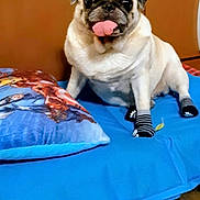Fidji participe au concours pour gagner de l'argent avec cette photo : animal, bed, blue_bedspread, cozy, cute, dog, floor, funny, indoor, pet, pillow, playful, pug, sitting, socks, striped_socks, superhero_pillow, tongue, tongue_out, wooden_wardrobe