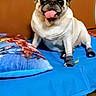 animal, bed, blue_bedspread, cozy, cute, dog, floor, funny, indoor, pet, pillow, playful, pug, sitting, socks, striped_socks, superhero_pillow, tongue, tongue_out, wooden_wardrobe