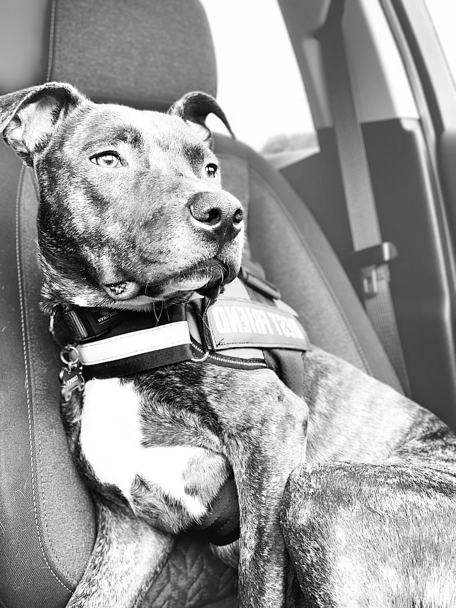Cooper James is registered to the contest to win money with this photo: black, black_and_white, carnivore, collar, companion_dog, dog, dog_breed, dog_collar, eye, fawn, grey, leash, monochrome, monochrome_photography, pet_supply, snout, style, whiskers, white, working_animal
