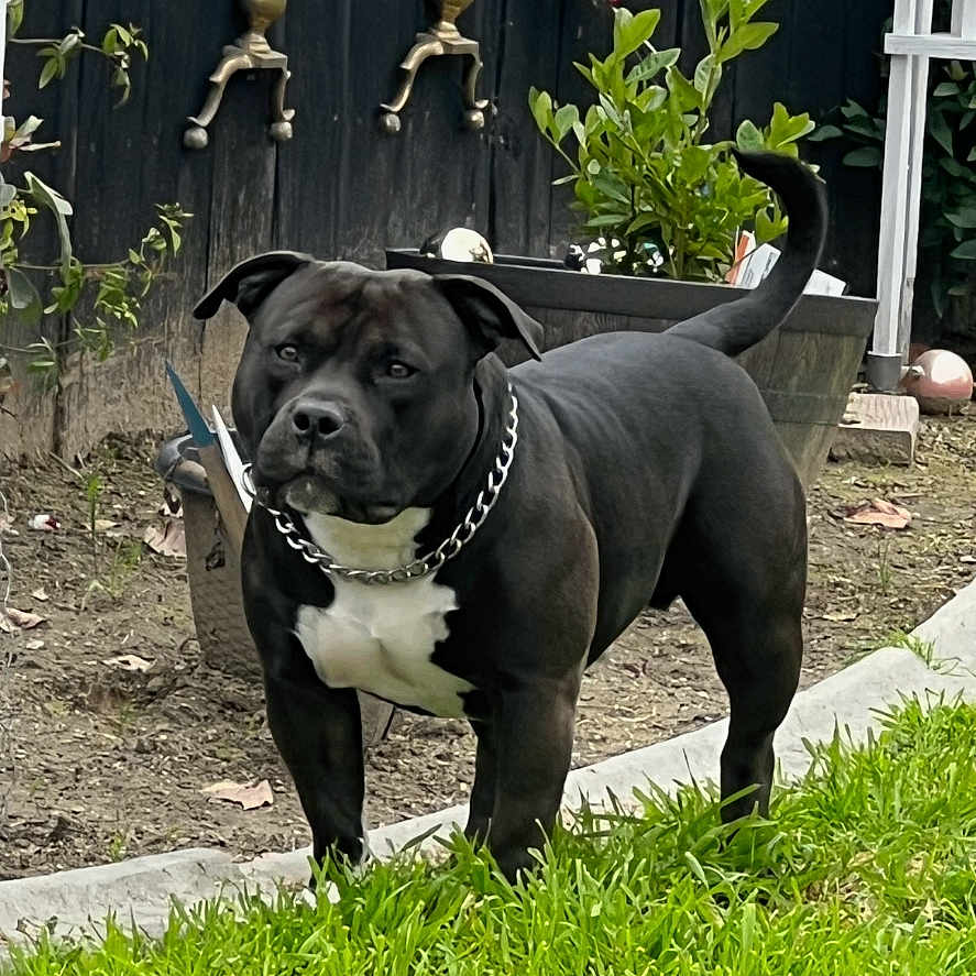 Zod