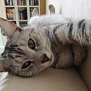 Gribouille a rejoint le concours — aidez-le/la à gagner de superbes lots ! animal, books, bookshelf, cat, close_up, cozy, cream_color, fur, furniture, green_eyes, home, indoor, leather, lying_down, paws_up, pet, relaxed, resting, tabby, whiskers