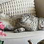 Gribouille participe au concours pour gagner de l'argent avec cette photo : animal, cat, couch, cozy, cute, domestic_cat, feline, flower, fur, gray_cat, home, indoor, living_room, pet, pillow, pink_flower, relaxed, resting, sleeping, tabby