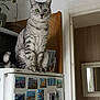 Gribouille participe au concours pour gagner de l'argent avec cette photo : animal, cat, curious, domestic, doorway, feline, furniture, green_eyes, home_interior, household, indoor, kitchen, mirror, pet, plant, refrigerator, silver_tabby, sitting, travel_magnets, wooden_board