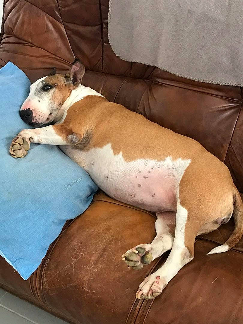 Belle a rejoint le concours — aidez-le/la à gagner de superbes lots ! ancient_dog_breeds, canidae, carnivore, comfort, companion_dog, dog, dog_breed, fawn, hound, non_sporting_group, snout, sporting_group, terrestrial_animal, working_animal