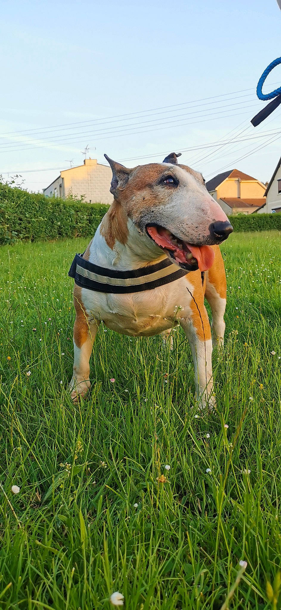 Belle participe au concours pour gagner de l'argent avec cette photo : canidae, carnivore, collar, companion_dog, dog, dog_breed, dog_clothes, dog_collar, dog_supply, fawn, grass, hat, plant, polish_greyhound, rampur_greyhound, sighthound, sky, snout, sporting_group, working_animal