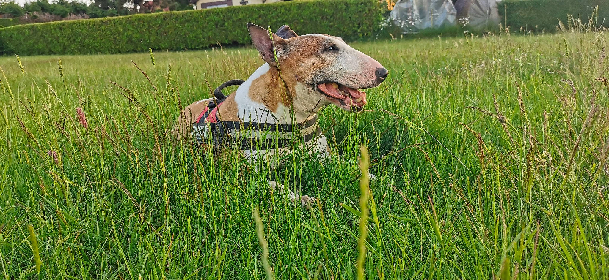 Belle participe au concours pour gagner de l'argent avec cette photo : carnivore, collar, companion_dog, dog, dog_breed, dog_collar, fawn, field, grass, grassland, happy, lawn, meadow, pasture, people_in_nature, plant, prairie, sighthound, sporting_group, working_animal