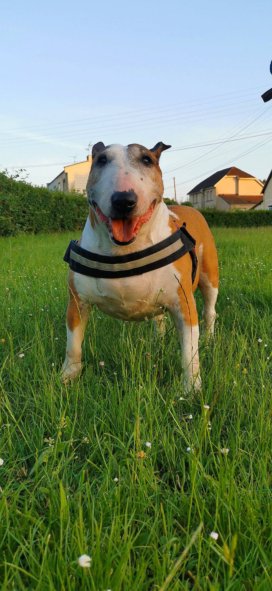 Belle participe au concours pour gagner de l'argent avec cette photo : carnivore, collar, companion_dog, dog, dog_breed, dog_clothes, dog_collar, dog_supply, fawn, grass, guard_dog, leash, pet_supply, plant, sky, sporting_group, tail, tree, whiskers, working_animal