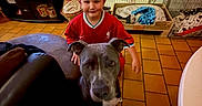 Sargone participe au concours pour gagner de l'argent avec cette photo : child, dog, pit_bull, portrait, indoors, living_room, red_jersey, soccer, pet, gray_dog, sitting, standing, family, television, curtains, tile_floor, dog_bed, pet_crate, furniture, home