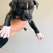 Sargone participe au concours pour gagner de l'argent avec cette photo : puppy, dog, black_and_white, white_paws, floppy_ears, short_hair, animal, pet, portrait, hand, person, held, indoor, light_background, close_up, front_view, cute, small_dog, smartphone_screenshot, messaging_app