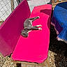 Sargone a rejoint le concours — aidez-le/la à gagner de superbes lots ! cat, gray_cat, pet, animal, sleeping, lying_down, sunbathing, outdoor, patio, pink_cushion, lounge_chair, blue_blanket, wooden_furniture, gravel, sunlight, shadow, relaxed, cute, side_view, garden