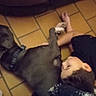 Sargone participe au concours pour gagner de l'argent avec cette photo : dog, person, lying_down, indoors, tile_floor, pet, collar, black_dog, cuddle, relaxed, home, casual, floor, legs, feet, shirt, camera_photo, portrait, companion, playful