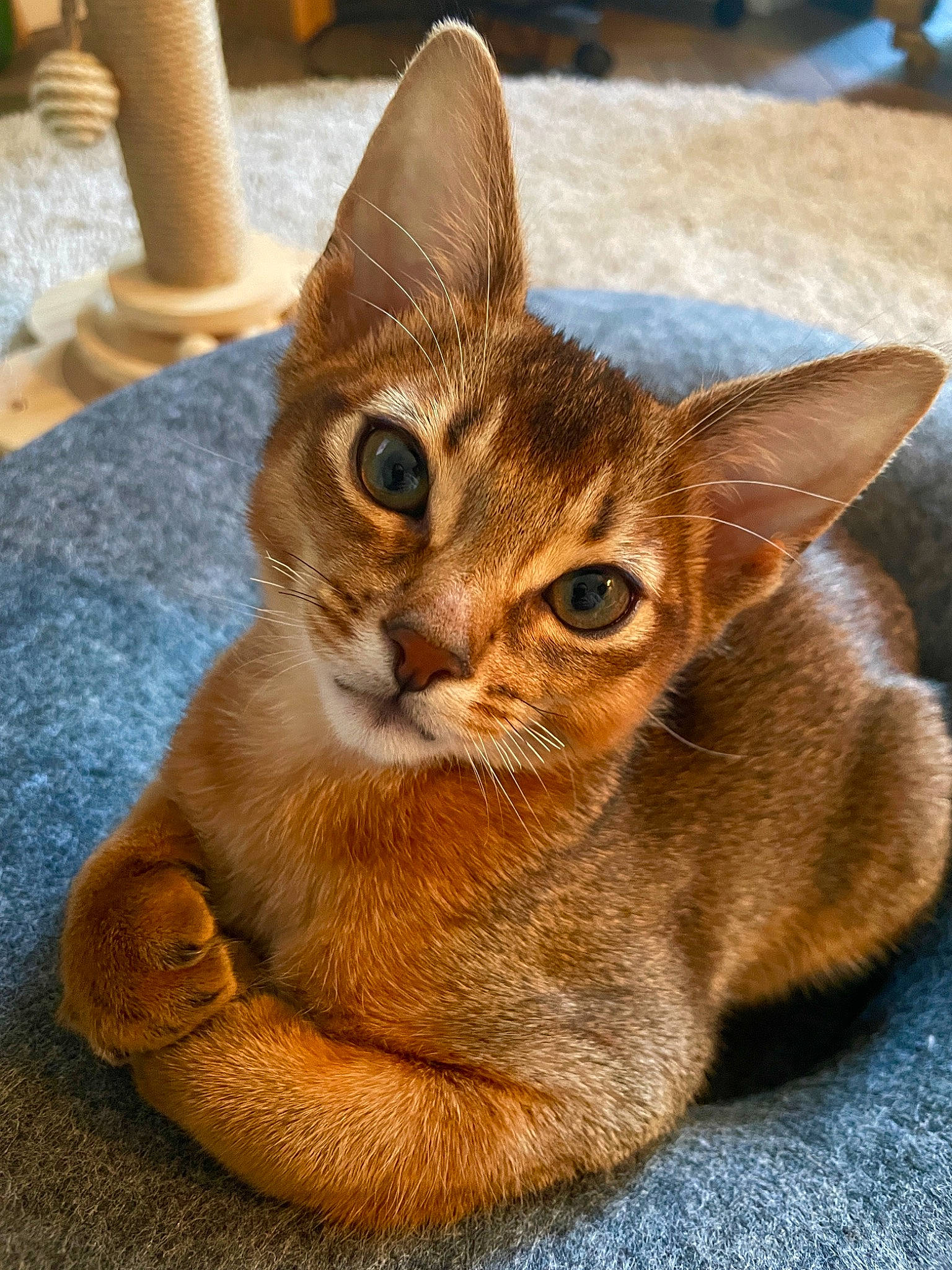 Ziggy is registered to the contest to win money with this photo: carnivore, cat, cat_supply, claw, domestic_short_haired_cat, fawn, felidae, fur, paw, pet_supply, small_to_medium_sized_cats, snout, tail, terrestrial_animal, whiskers, window