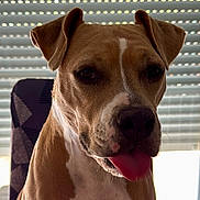 Nala participe au concours pour gagner de l'argent avec cette photo : dog, tongue, table, indoor, blinds, light, brown, white, pet, canine, chair, face, closeup, furniture, domestic_animal, animal, companion, cute, portrait, sitting