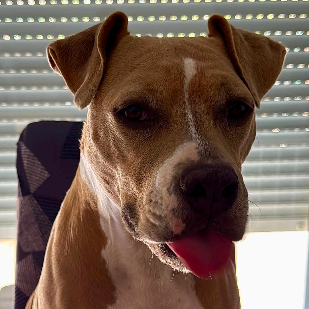 Nala participe au concours pour gagner de l'argent avec cette photo : animal, blinds, brown, canine, chair, closeup, companion, cute, dog, domestic_animal, face, furniture, indoor, light, pet, portrait, sitting, table, tongue, white