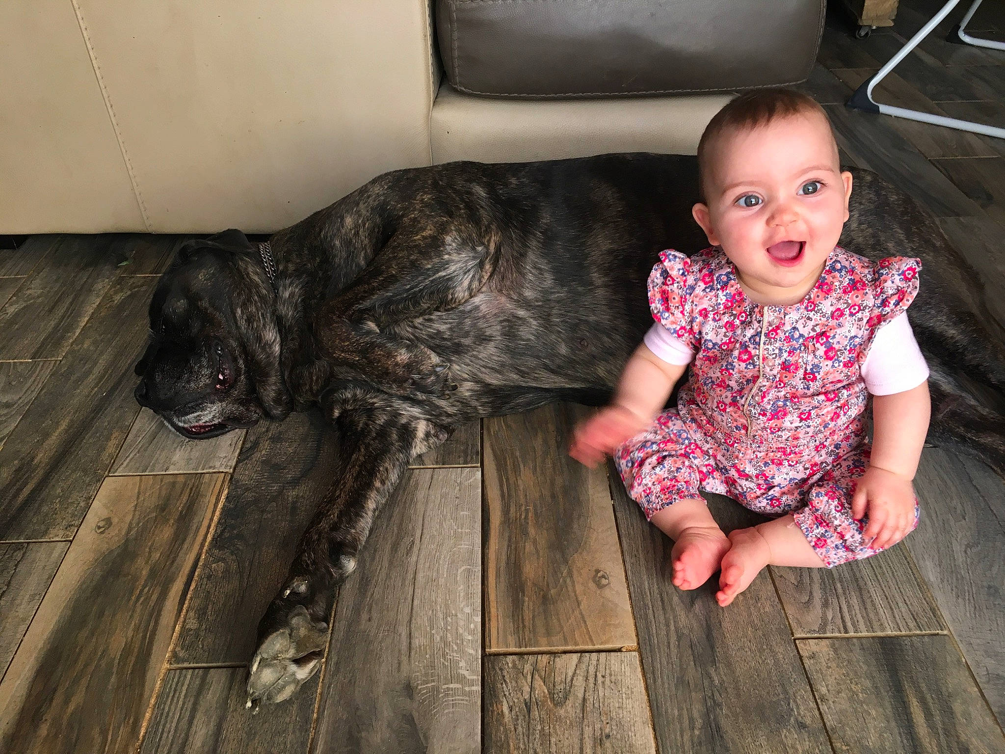 Alix a rejoint le concours — aidez-le/la à gagner de superbes lots ! canidae, child, fawn, floor, flooring, leg, person, sitting, skin, sporting_group, toddler, wood