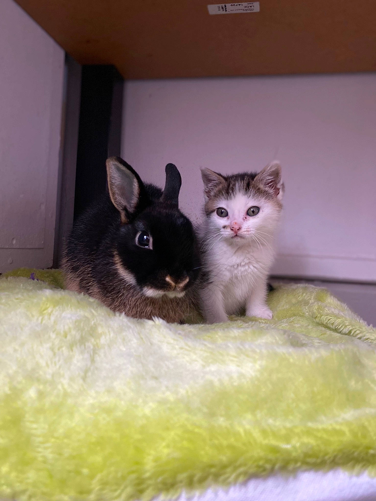 Stella a rejoint le concours — aidez-le/la à gagner de superbes lots ! animal_feed, carnivore, cat, cat_supply, domestic_short_haired_cat, fawn, felidae, fur, grey, iris, paw, pet_supply, small_animal_food, small_to_medium_sized_cats, snout, tail, terrestrial_animal, water, whiskers