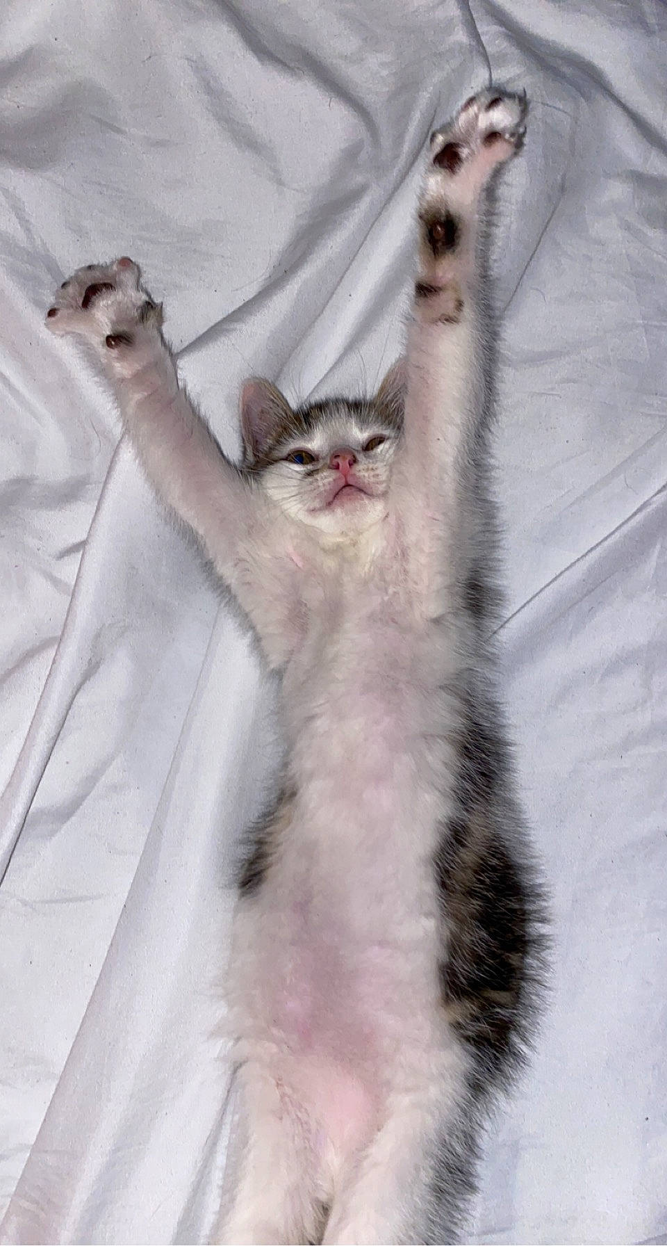 Stella a rejoint le concours — aidez-le/la à gagner de superbes lots ! carnivore, cat, claw, comfort, curtain, domestic_short_haired_cat, felidae, fur, gesture, grey, linens, paw, sleeve, small_to_medium_sized_cats, tail, whiskers