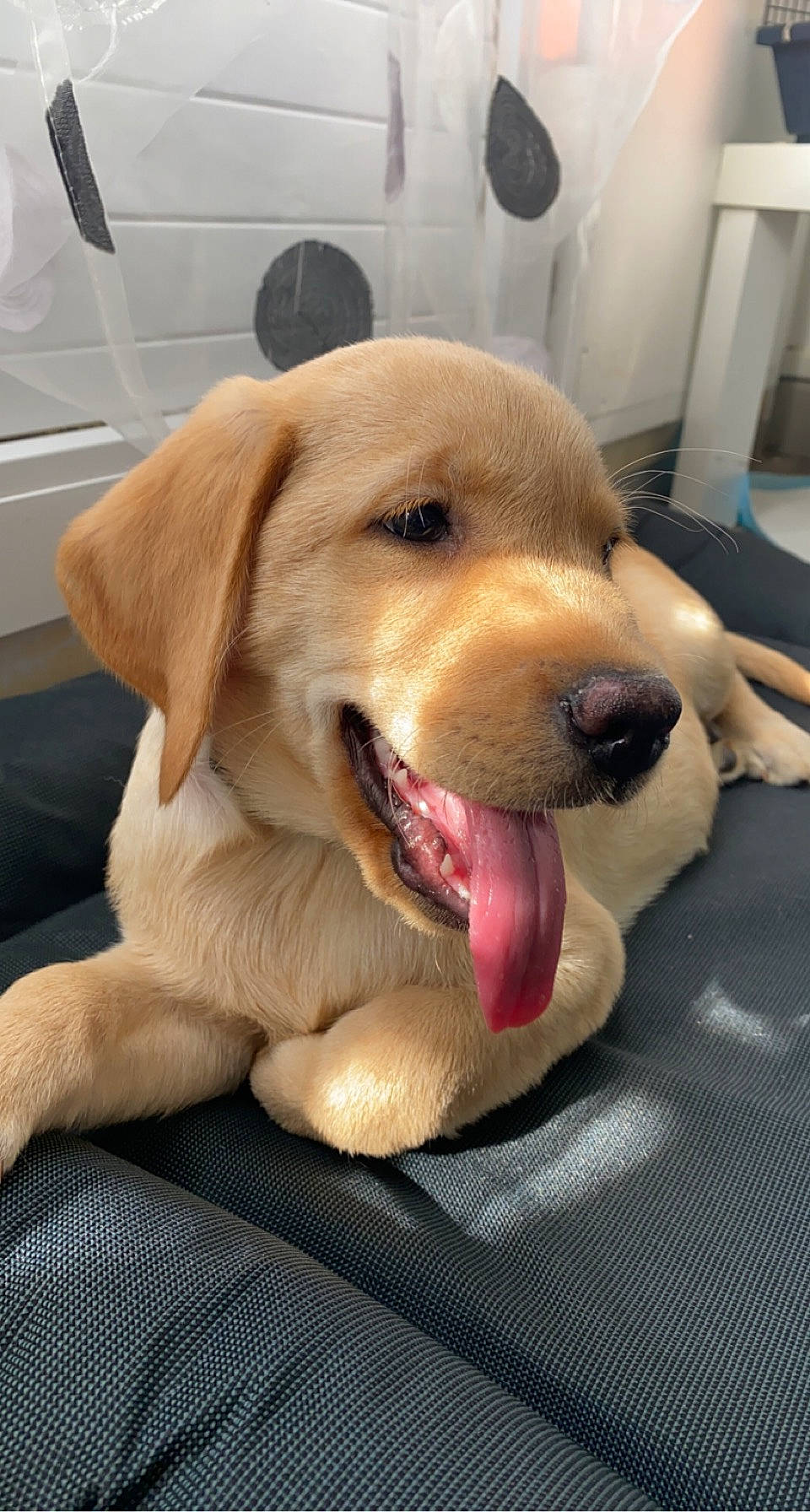 Lotti participe au concours pour gagner de l'argent avec cette photo : canidae, carnivore, collar, companion_dog, dog, dog_breed, dog_collar, dog_toy, fawn, fur, labrador_retriever, paw, pet_supply, puppy, retriever, snout, sporting_group, whiskers, working_animal