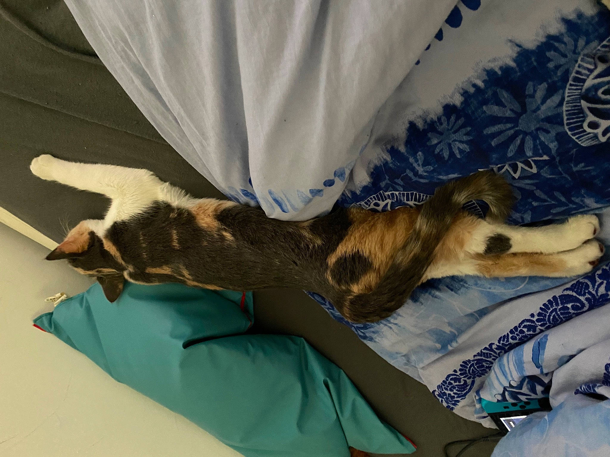 Pickachu participe au concours pour gagner de l'argent avec cette photo : bed, carnivore, comfort, companion_dog, couch, curtain, dog, dog_breed, dress, fawn, felidae, fur, human_leg, linens, paw, small_to_medium_sized_cats, sporting_group, tail, textile, whiskers