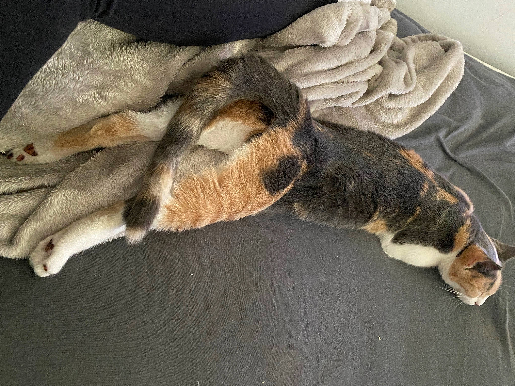 Pickachu participe au concours pour gagner de l'argent avec cette photo : carnivore, cat, claw, comfort, companion_dog, dog_breed, fawn, felidae, foot, fur, grey, human_leg, linens, paw, small_to_medium_sized_cats, snout, sporting_group, tail, whiskers, wood