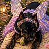 animal, black_dog, costume, cushion, cute, decorative, dog, fairy_wings, flower_crown, flowers, garden, lantern, magic, outdoor, pet, playful, purple_dress, resting, sign, twinkling_lights