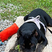 Itsy joined the competition — help win amazing prizes! dog, black_dog, brindle, harness, lying_down, outdoor, grass, gravel, red_toy, plush_toy, cushion, pet, canine, resting, close_up, animal, looking_at_camera, nature, relaxed, daylight