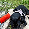 dog, black_dog, brindle, harness, lying_down, outdoor, grass, gravel, red_toy, plush_toy, cushion, pet, canine, resting, close_up, animal, looking_at_camera, nature, relaxed, daylight
