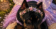 Itsy is registered to the contest to win money with this photo: animal, black_dog, costume, cushion, cute, decor, dog, fairy_costume, flower_crown, flowers, garden, glowing_lights, lantern, magic, nature, outdoor, pet, purple_wings, relaxing, toy