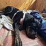 animal, bed, black, blanket, brown, canine, cozy, dog, fur, furniture, harness, indoor, napping, quiet, relaxation, resting, shadow, sleeping, sunlight, wood_paneling