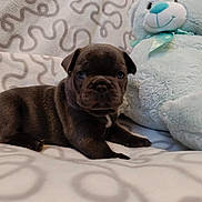 Oby participe au concours pour gagner de l'argent avec cette photo : puppy, dog, blanket, stuffed_toy, teddy_bear, brown, cute, indoor, soft, pattern, animal, pet, young, fur, sleeping_area, comfort, toy, small, resting, cozy