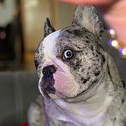 Merlina joined the competition — help win amazing prizes! dog, french_bulldog, blue_eyes, spotted_coat, pet, indoor, portrait, close_up, canine, cute, animal, domestic_animal, sitting, furry, face, ears, nose, whiskers, red_blanket, blurred_background