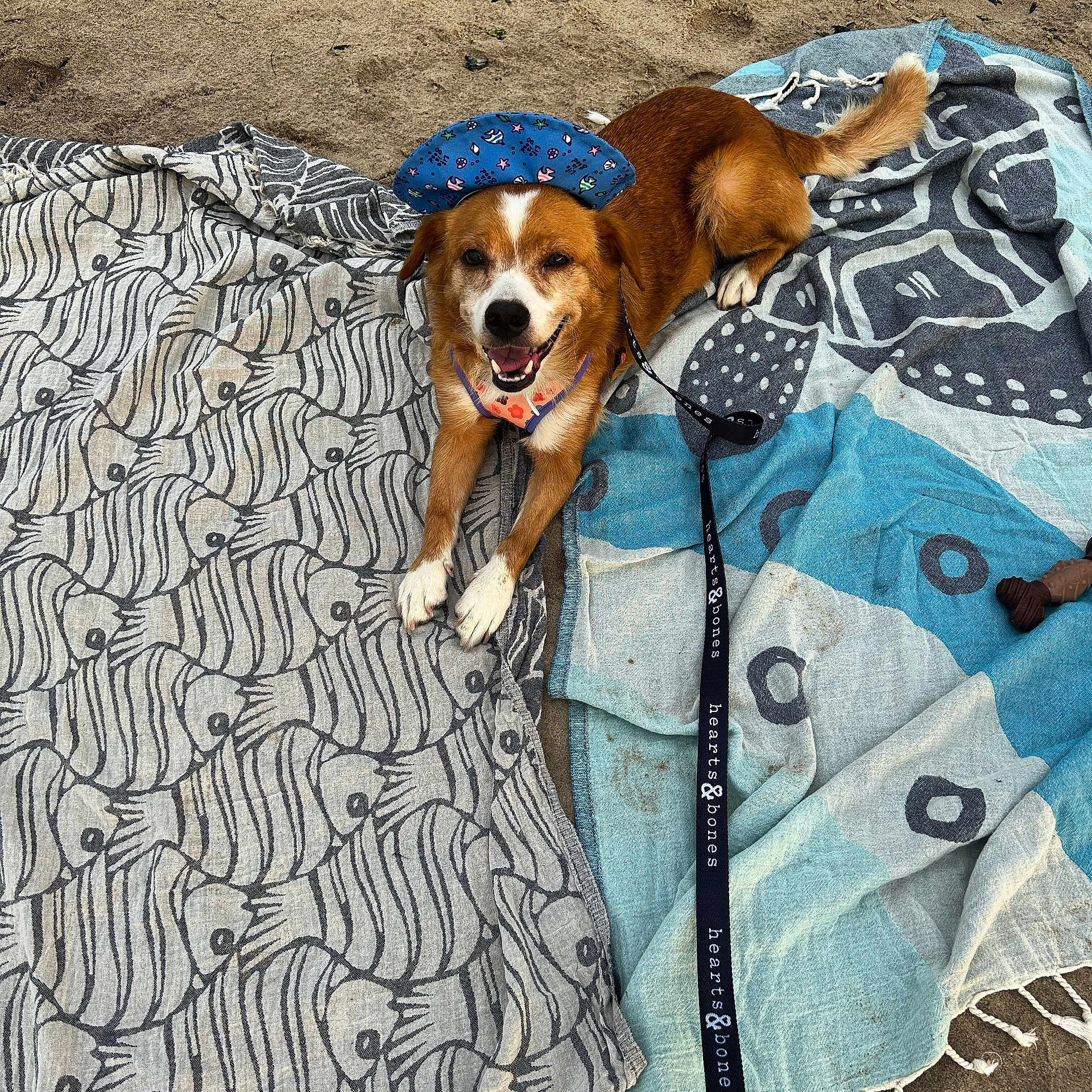 Lulu joined the competition — help win amazing prizes! accessories, animal, architecture, beagle, blanket, canine, dog, furniture, homedecor, hound, leash, linen, person, pet, puppy, quilt, soil, strap, towel, zebra