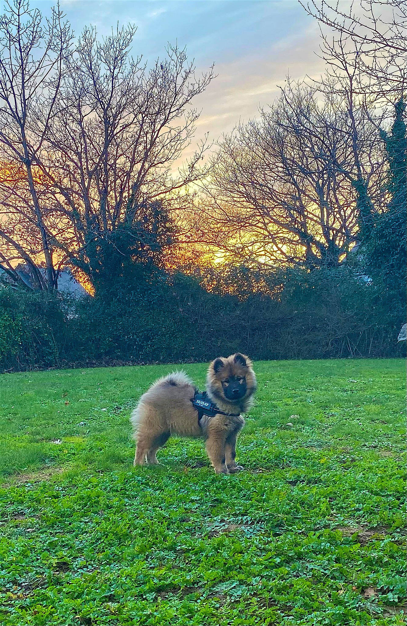 Zoria participe au concours pour gagner de l'argent avec cette photo : carnivore, cloud, companion_dog, dog, dog_breed, fawn, grass, grass_family, grassland, groundcover, landscape, leaf, meadow, natural_landscape, people_in_nature, plant, sky, sunlight, tints_and_shades, tree