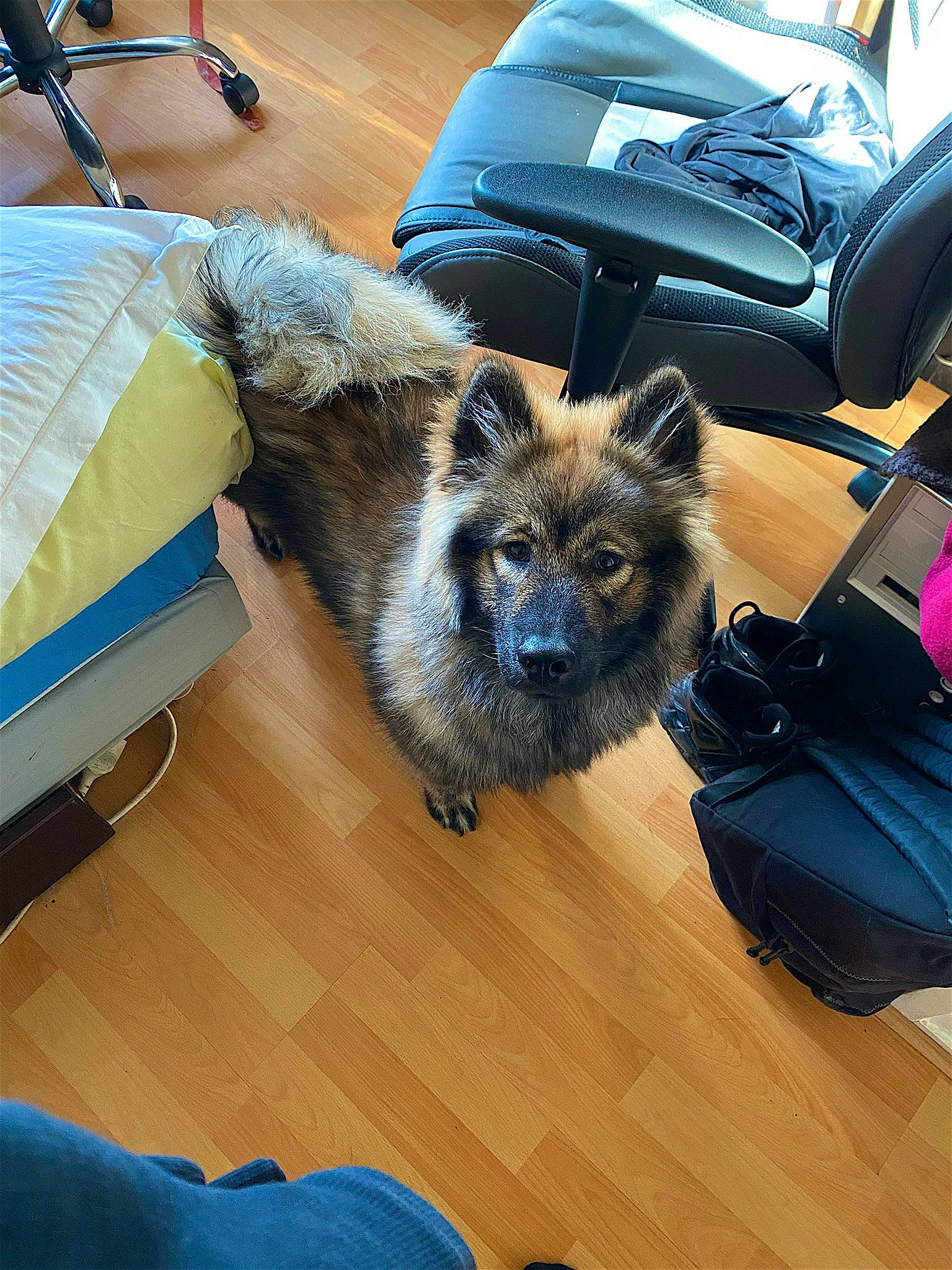 Zoria participe au concours pour gagner de l'argent avec cette photo : bag, blue, carnivore, chair, companion_dog, dog, dog_breed, electric_blue, fawn, felidae, floor, flooring, fur, hardwood, laminate_flooring, luggage_and_bags, snout, toy_dog, whiskers, wood