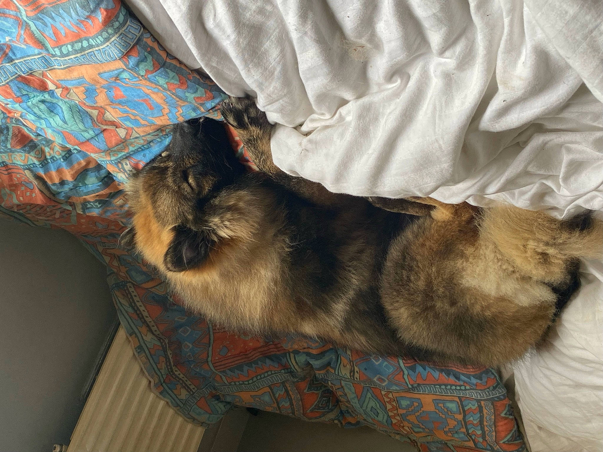 Zoria a rejoint le concours — aidez-le/la à gagner de superbes lots ! canidae, carnivore, cat, claw, comfort, companion_dog, dog_breed, domestic_short_haired_cat, fawn, felidae, fur, grey, linens, nap, pattern, small_to_medium_sized_cats, sporting_group, tail, whiskers, wood