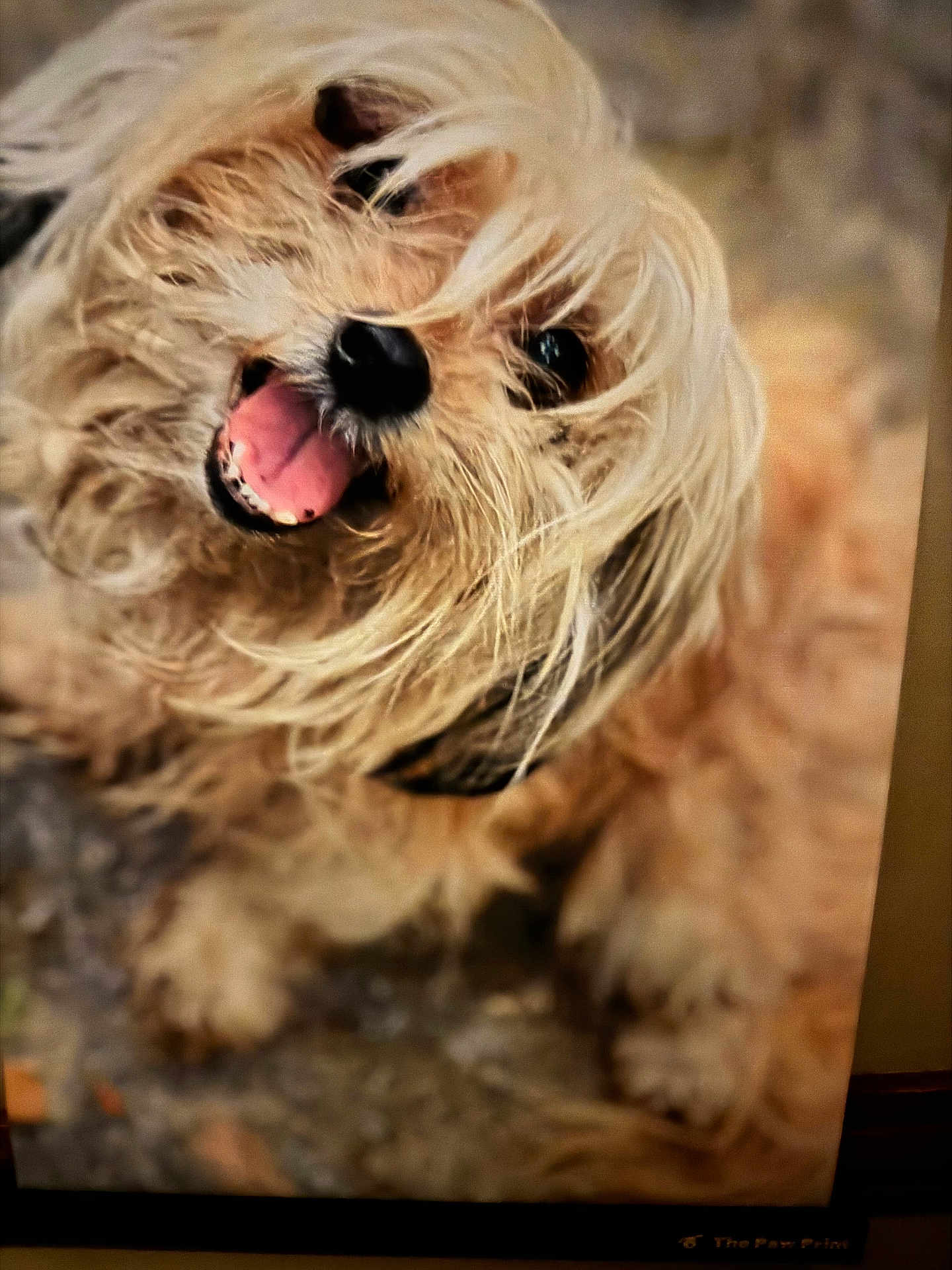 Tuddie joined the competition — help win amazing prizes! dog, close_up, happy, tongue_out, scruffy, fur, pet, animal, outdoor, playful, cute, mammal, canine, expression, portrait, friendly, furry, looking_up, smiling, blurry_background