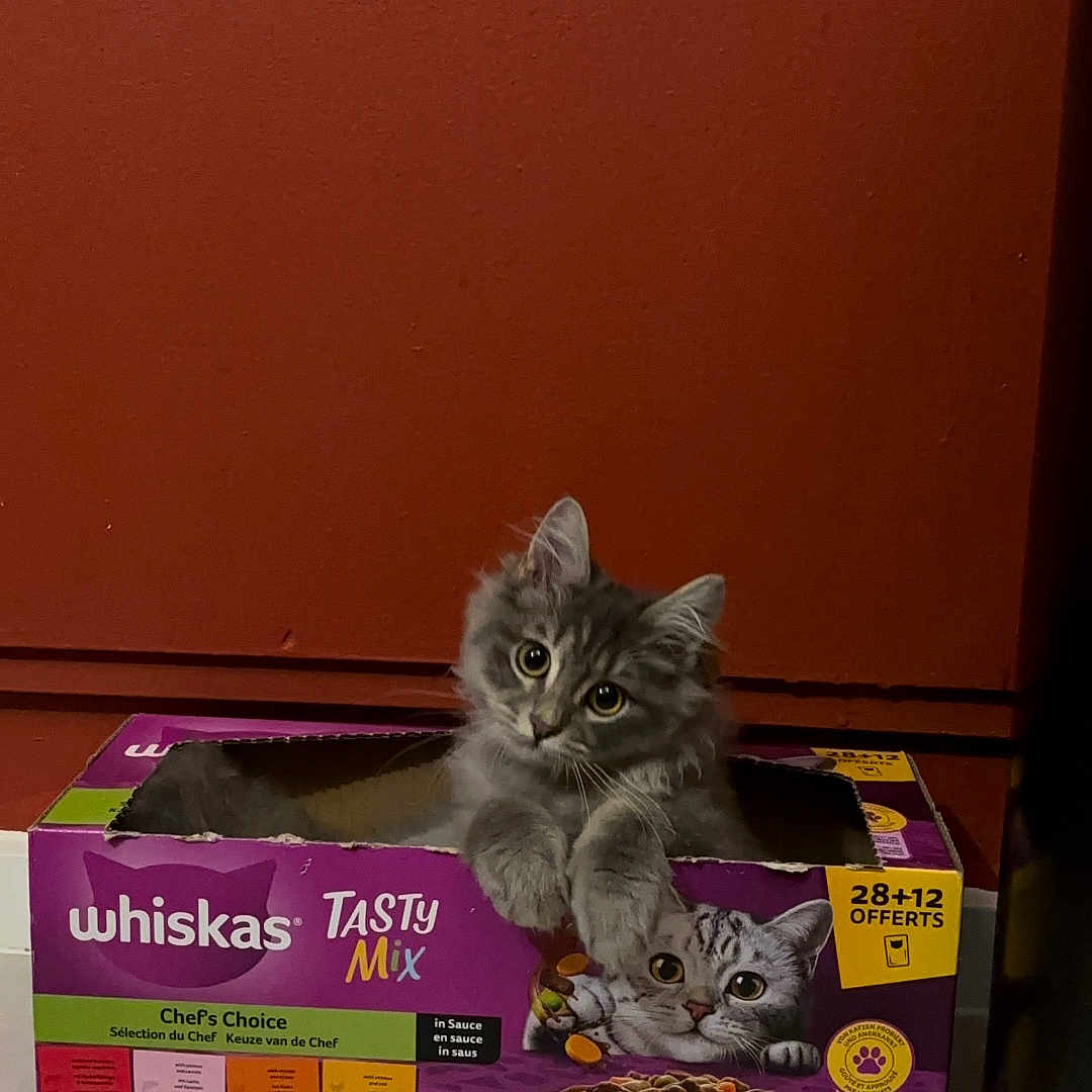 Jon Snow participe au concours pour gagner de l'argent avec cette photo : abyssinian, alloywheel, angora, animal, blackcat, box, car, cardboard, carton, carwheel, cat, hardwood, indoors, kitten, machine, manx, pet, purple, spoke, wood