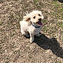 Bear joined the competition — help win amazing prizes! canidae, carnivore, cavachon, cockapoo, companion_dog, dog, dog_breed, goldendoodle, maltepoo, mammal, miniature_poodle, poodle, poodle_crossbreed, puppy, rare_breed_dog, schnoodle, soil, sporting_group, toy_poodle, vertebrate