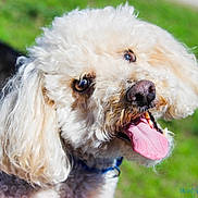 Bear is registered to the contest to win money with this photo: bichon_frise, canidae, carnivore, cockapoo, companion_dog, dog, dog_breed, goldendoodle, havanese, maltepoo, mammal, miniature_poodle, poodle, poodle_crossbreed, snout, sporting_group, terrier, toy_dog, toy_poodle, vertebrate