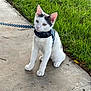 cat, white_cat, black_markings, leash, harness, outdoor, sidewalk, grass, pet, sitting, animal, curious, feline, daylight, nature, young_cat, domestic_cat, ears, whiskers, paws