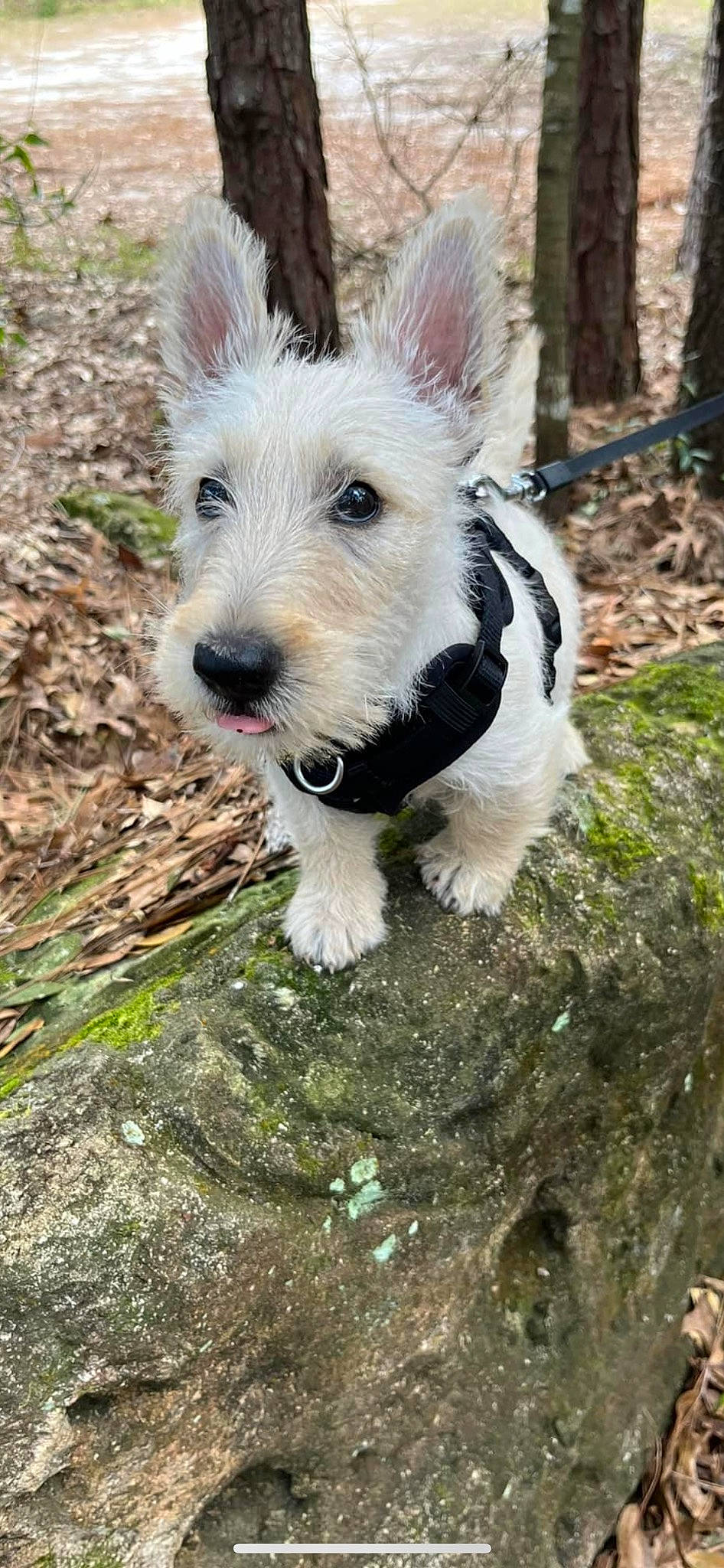 Dolly Rose joined the competition — help win amazing prizes! canidae, carnivore, collar, companion_dog, dog, dog_breed, dog_collar, dog_supply, grass, rock, scottish_terrier, small_terrier, snout, soil, sporting_group, tail, terrestrial_animal, terrier, toy_dog, working_animal
