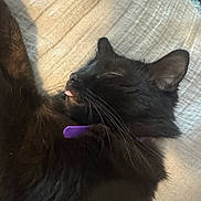Kitty Kat joined the competition — help win amazing prizes! black_cat, sleeping, tongue_out, purple_collar, fluffy_fur, pet, indoor, close_up, cozy, resting, whiskers, feline, cute, soft_texture, domestic_cat, animal, relaxed, blanket, napping, quiet