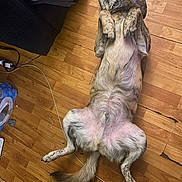 Hank joined the competition — help win amazing prizes! dog, lying_down, wooden_floor, indoor, bow_tie, relaxed, pet, animal, flooring, canine, fur, paw, tail, domestic, cute, household, resting, playful, patterned, collar