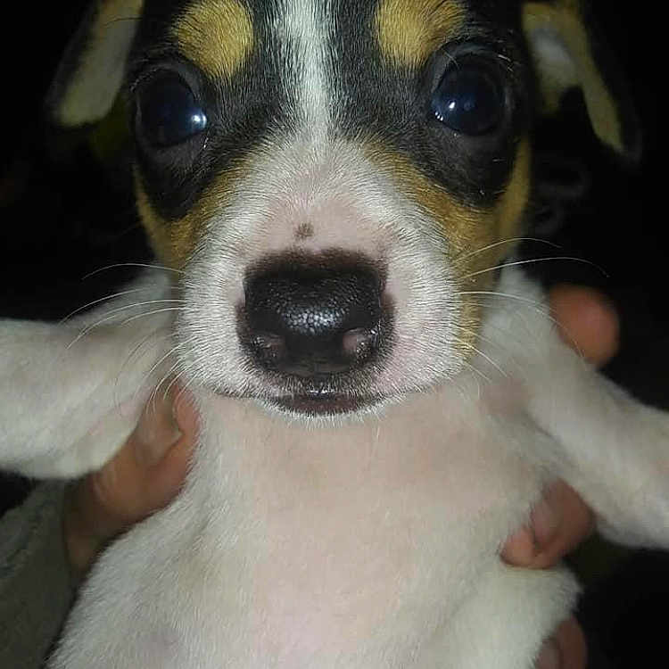 Gus
