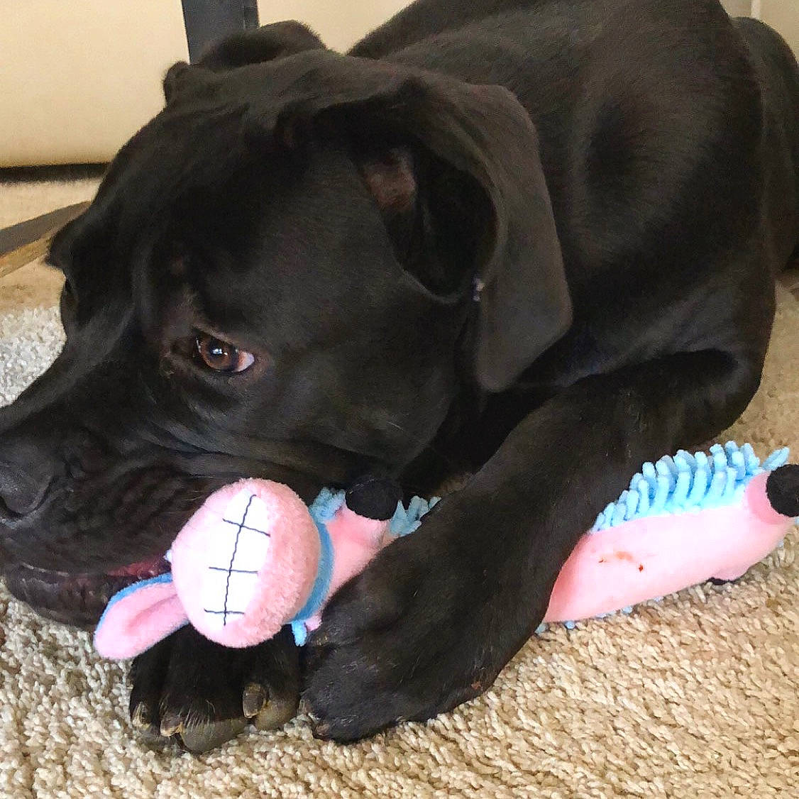 Onix participe au concours pour gagner de l'argent avec cette photo : ball, bandog, black, cane_corso, canidae, carnivore, companion_dog, dog, dog_breed, dog_collar, dog_toy, fawn, guard_dog, labrador_retriever, non_sporting_group, nose, pink, puppy, snout, sporting_group