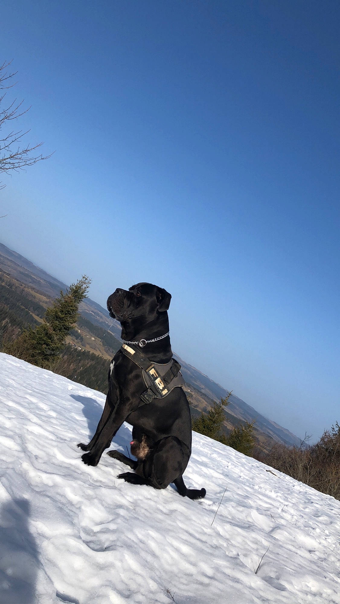 Onix a rejoint le concours — aidez-le/la à gagner de superbes lots ! adventure, american_staffordshire_terrier, cane_corso, canidae, carnivore, cloud, dog, dog_breed, guard_dog, hunting_dog, labrador_retriever, mountain, patterdale_terrier, sky, snow, sporting_group, staffordshire_bull_terrier, winter